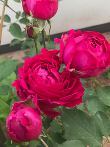 海蒂的花园 月季梅子布丁大花浓香月季玫瑰绿植盆栽庭院阳台花卉