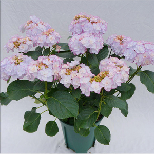 绣球花惠子小姐