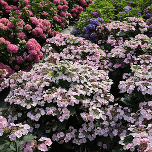 海蒂的花园姬小町平顶大花绣球花耐阴花量大室外盆栽花卉植物花苗