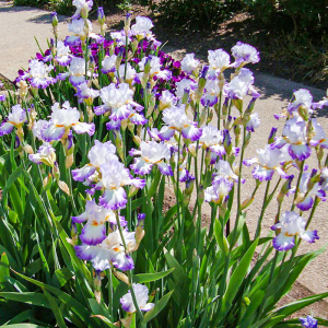 海蒂的花园德国鸢尾矮生鸢尾多品种庭院阳台多年生花卉植物盆栽苗