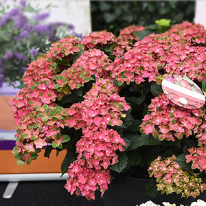 海蒂的花园 花火多年生好养耐阴大花绣球花阳台盆栽花卉植物花苗