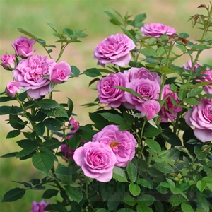 海蒂的花园 薰衣草门廊勤花灌木月季抗病紧凑阳台庭院植物盆栽苗