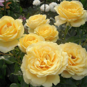 海蒂的花园 玛尔丽斯城堡直立月季丰花入门推荐抗病适宜盆栽花苗