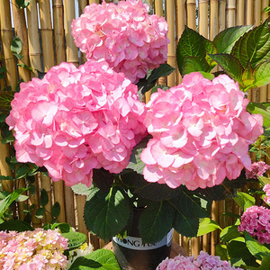 海蒂的花园大花绣球海洋之心粉色花边新品庭院阳台花卉植物盆栽苗