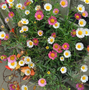海蒂的花园 墨西哥飞蓬多年生易爆盆自然野趣宿根庭院花卉盆栽