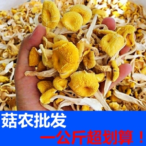 云南干菌子鸡油菌干货500g黄金菇菌类蘑菇类炖汤材料野生食用菌