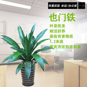也门铁/巴西铁/绿植盆栽/室内盆栽/观叶植物/防辐射/除甲醛异味