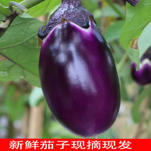 江西本地茄子新鲜紫色圆茄子现摘农家种植老式茄子应季蔬菜5斤装
