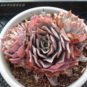 龙赞尼多肉