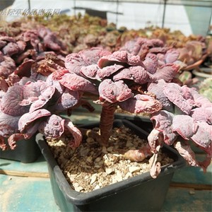 狂野男爵 自然群生老桩多头 瘤子大叶 控型 露养 一物一拍 多肉