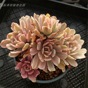 花车锦 多年生整桩无砍控型老桩群生状态 云南直发 一物一拍多肉