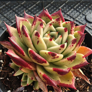 多肉植物乌木杂交