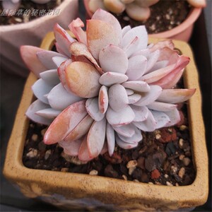 嫦娥 雪莲杂交系列 粉色仙气儿 多头群生 一物一拍云南直发 多肉