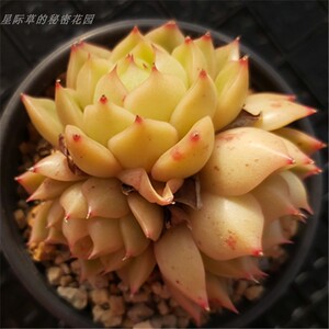 黄水晶 控养东云系杂交 群生 果冻色 云南直发 一物一拍 多肉植物