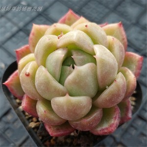 白玫瑰多头 成株包子东云系 油皮 云南直发 一物一拍 多肉植物