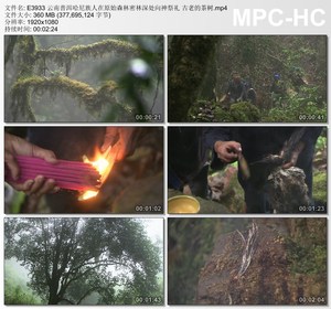 云南普洱哈尼族人在原始森林密林向神祭礼古老茶树 实拍视频素材