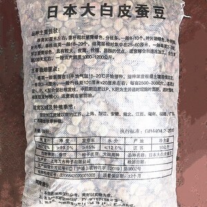 日本大白皮蚕豆种子秋冬季耐寒越冬蚕豆高产抗病大粒农家蚕豆种籽