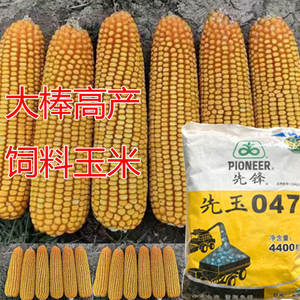 杂交大田高产饲料玉米品种先玉047中美合资 抗旱抗倒高温夏播精品