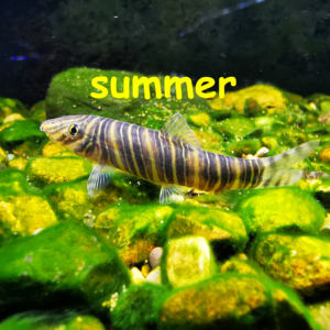 条纹沙鳅 botia striata 印度进口 原生鱼 沙鳅 观赏鱼