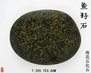 南京特产雨花石精品《鱼籽石》天然原石长江奇石水石化石象形怪石