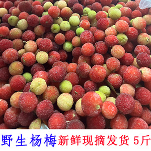 2024新鲜贵州野生青红杨梅泡酒专用现摘当季酸杨梅孕妇水果整箱