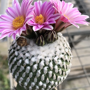 多肉植物仙人球斧突球属 实生赤花精巧殿 种播实生 美花绿植