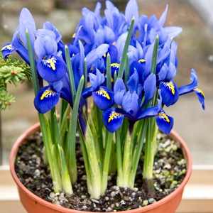 德国鸢尾花苗宿根植物盆栽地栽庭院多年生球根花卉萱草花四季开花