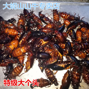 2017年野生冰冻山山牛新鲜活体栓栓牛山春牛 虫子美味活体速冻