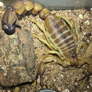 突尼斯黄肥尾蝎