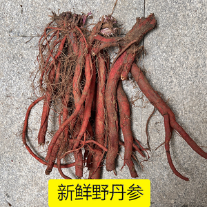 野生丹参血参根红参丹参茶现挖新鲜药材丹参根保心茶500克包邮