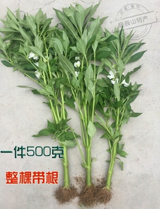 凤仙花根
