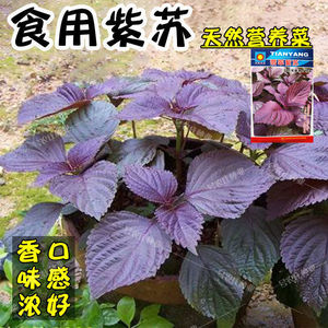 全紫紫苏种子盆栽可食用香草苏子紫苏叶籽种四季阳台种菜蔬菜种籽