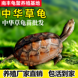 中华草龟活物外塘活体小乌龟宠物发财金线龟苗观赏幼龟墨龟苗包活