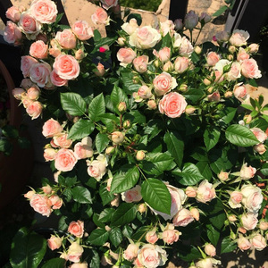 欢子园艺 宝贝宝石月季盆栽花苗阳台月微型月季丰花好养