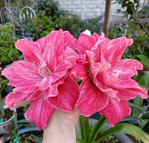 【澳洲朱顶红】澳洲朱顶红品牌,价格 - 阿里巴巴