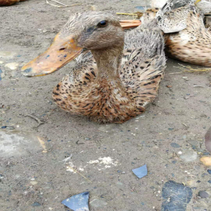 801人付款淘宝【杨七郎名卤】四川南充营山卤鸭子 老土鸭子 当天卤菜