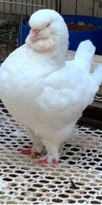 眯眯眼大象腿进口美系白色圆环种鸽种蛋特大体元宝鸽子受精蛋活体