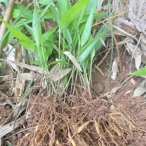 【鸡谷草】鸡谷草品牌,价格 - 阿里巴巴