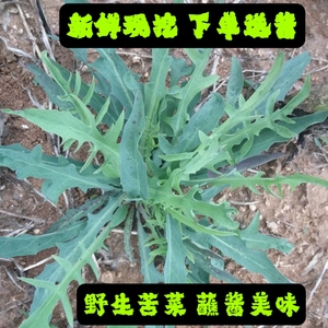 8058人付款淘宝苦菜苗种籽白花败酱草野生新鲜灌南野菜种紫花云南黄花