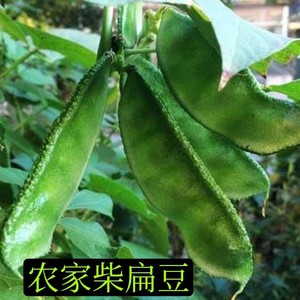 山东蔬菜柴扁豆眉豆角猪耳扁豆角扁芸豆东北气豆角青豆角新鲜采摘