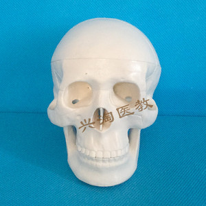 小型头骨模型头颅骨标本医学教学骷髅头人体骨骼模型骨架模型可拆