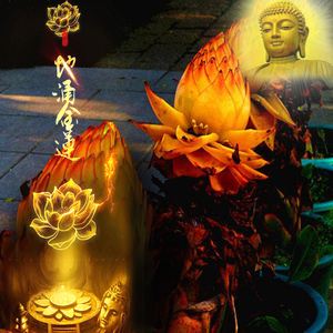 地涌金莲佛教圣花千瓣佛莲花室内庭院盆栽花卉绿植可食用花期四季