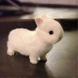 侏儒兔子活体宠物海棠凤眼荷兰兔茶杯兔迷你小型长不大垂耳兔活物
