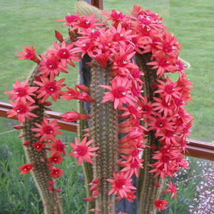 仙缘花卉仙人掌科进口杂交4号黄金钮一物一拍多肉盆栽防辐射对版