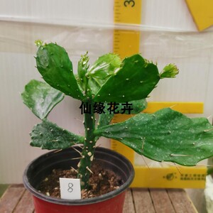 仙缘花卉仙人掌科千本剑团扇嫁接砧木多肉植物叶吸甲醛容易养阳台