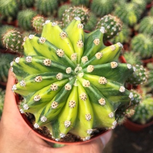 自然锦世界图锦仙人球多肉植物仙人掌室内盆栽防辐射植物绿植