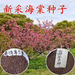 海棠树种子八棱海棠种子花木瓜西府海棠种籽子可做砧木嫁接苹果树