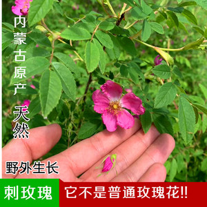 【刺玫瑰】内蒙特级野生玫瑰花茶无硫花草 山刺玫茶正品40克包邮