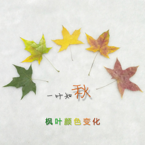 枫叶颜色的变化红黄绿一叶知秋植物真树叶标本秋天落叶渐变色丁香