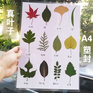 塑封植物标本卡a4干树叶教学教具不同形状的叶子各种叶型树叶标本